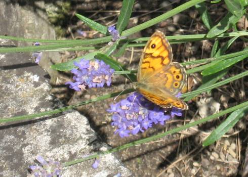 Butterfly on Lavender