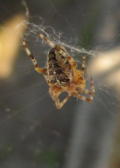 Garden Spider