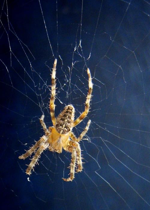 Garden Spider