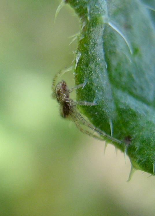 Transparent Spider