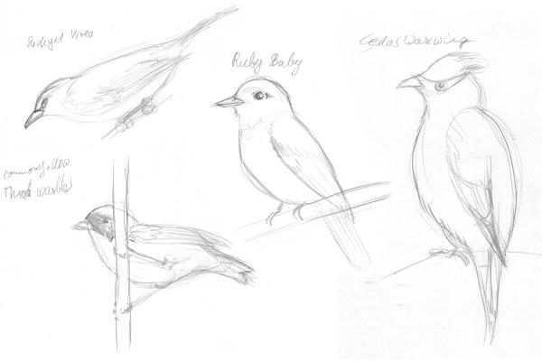 Bird Sketches