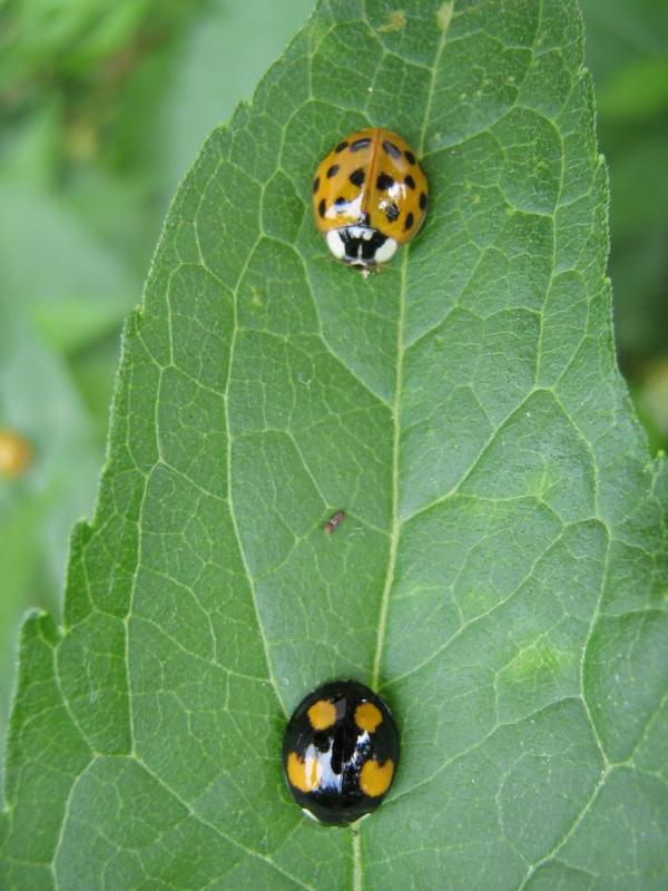 Ladybugs