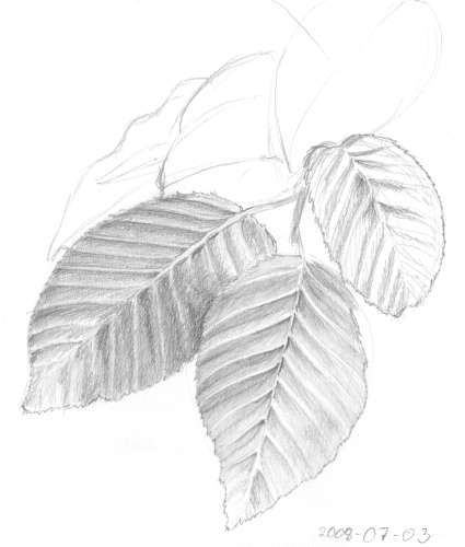 Leaves