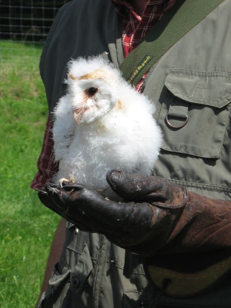 Ball of Fluff