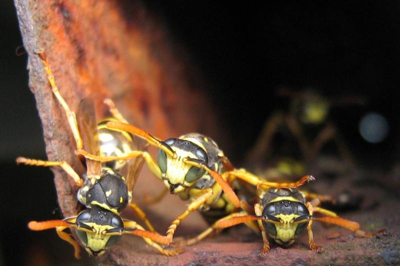 Rusty Wasp Nest