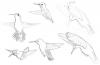 Sketches - Hummingbirds