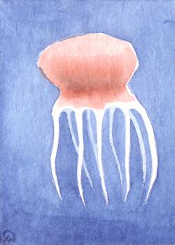 Jellyfish