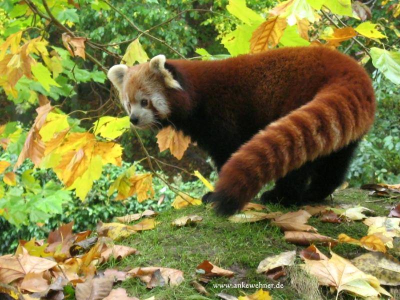 Red Panda