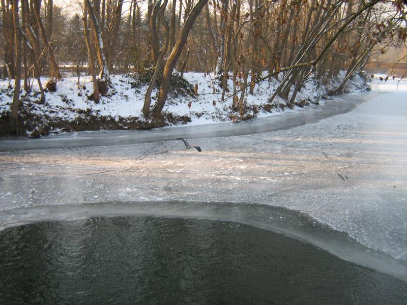 Waters and Bird