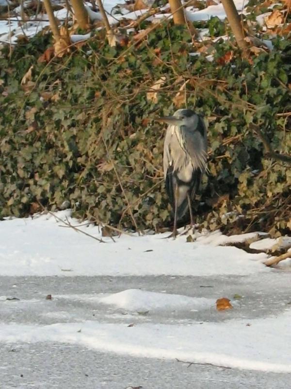 Grey Heron