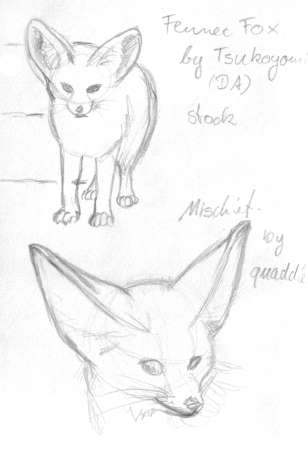 Fennec studies