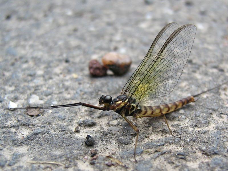 Praying Mayfly