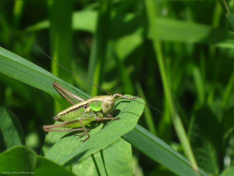 Clover, Grass and Hopper