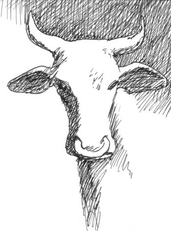 Ox