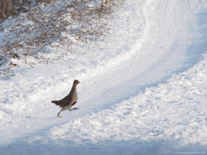 Bird-Crossing