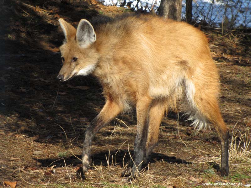 Maned Wolf