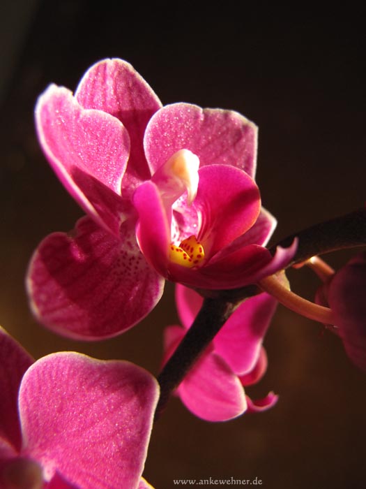 Orchid