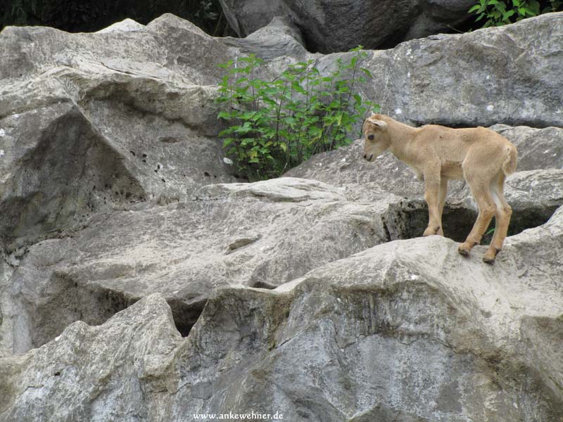 Mountain Climbing