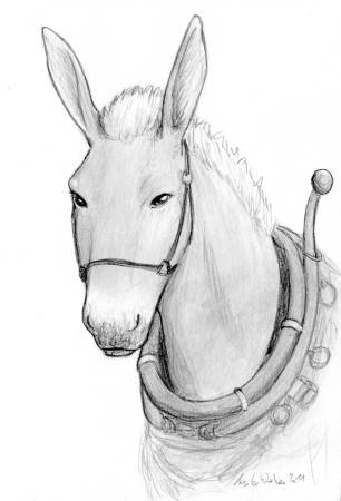 Mule Portrait | ankewehner.de