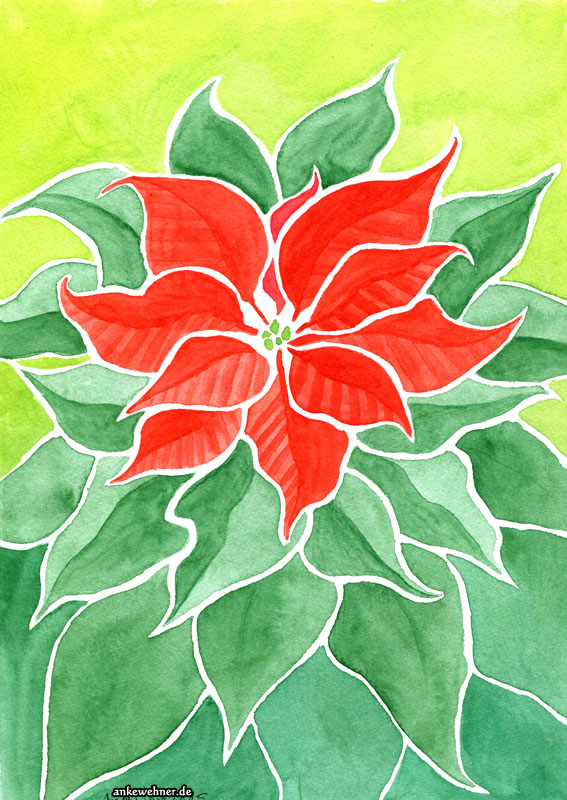 Poinsettia