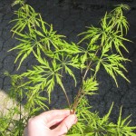two new twigs on a Japanese maple, each about 25 cm (10 inches), with a dozen light green, feathered leaves